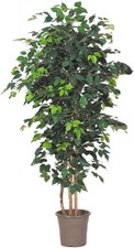artplants Kunst Ficus