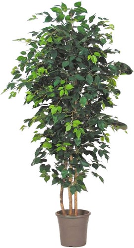 Artplants kunst ficus - kunst,