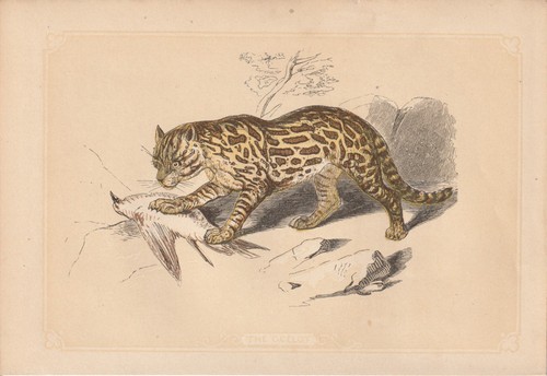 Ozelot - (leopardus, pardalis)