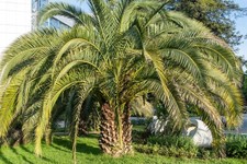10x Palmen Samen Geleepalme Butia odorata Palmensamen Exotisch palm seeds 