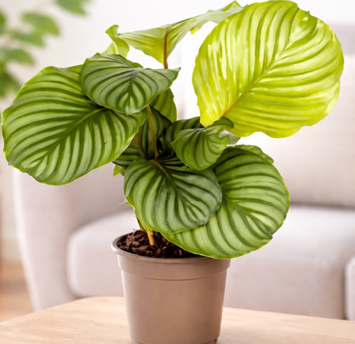 Calathea orbifolia ø17cm - calathea,