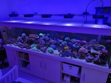 Meerwasser aquarium komplett gebraucht