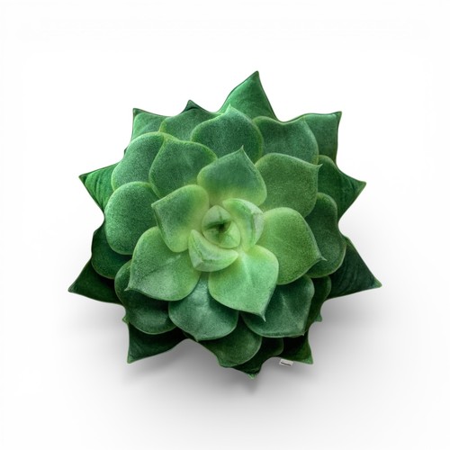 Sukkulenten kissen echeveria - kissen,