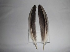 2 weiß-braune  Federn