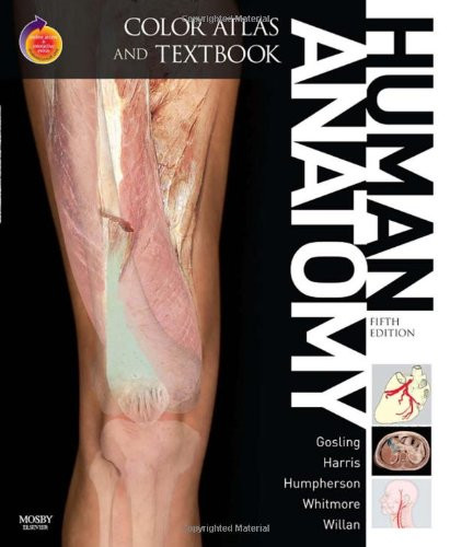 Human anatomy color - color, and