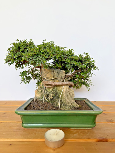 Bonsai chinesische ulme nr - chinesische,