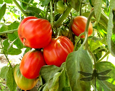 Tomatensamen (7+Samen)