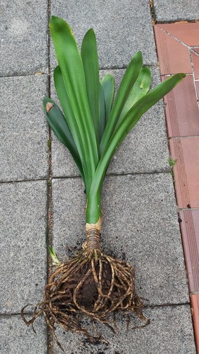Klivie 80cm groß