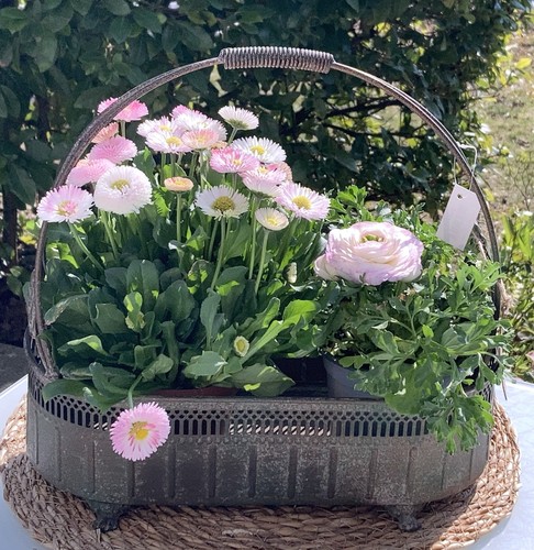 Shabby pflanzkorb pflanzenkorb - shabby,