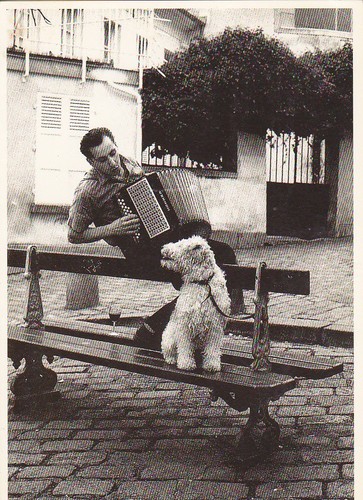 Fox terrier postkarte - , ***