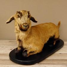 Ziege junge Zicklein