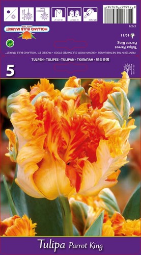 Tulpen - ,