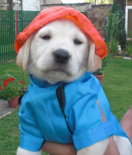 Hund regenmantel regenjacke - hund,