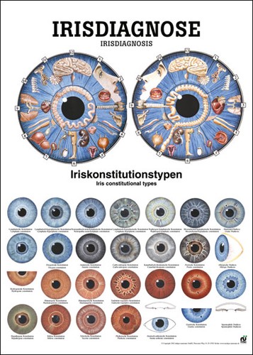 Lehrtafel irisdiagnose - lehrtafel,