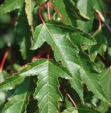 Feuer Ahorn 125-150cm - Acer