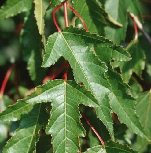 Feuer ahorn 125 150cm acer - feuer,