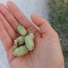 Weißer Maulbeerbaum - 30-60 cm Jungpflanze - Morus alba
