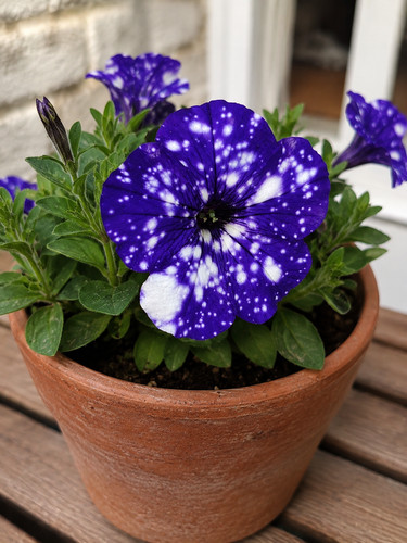Sale795 petunie blue sky - petunie,