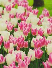 50 Tulpenzwiebeln weiß/rosa