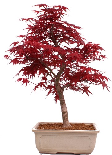Bonsai acer palmatum - bonsai,
