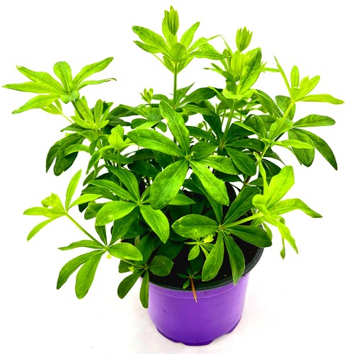 Waldmeister galium odoratum - waldmeister,
