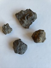 Konvolut crinoid seelilie - ,