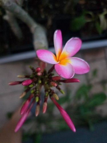 Frangipani plumeria - frangipani,