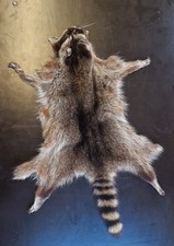 Waschbärfell echt mittelalter - waschbärfell,