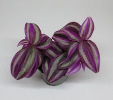 Tradescantia "Pink Paradise" -