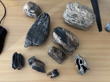 Eiszeit Pleistozän Zahn konvolut Mammut Knochen