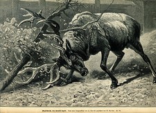Wapiti deer, sweeping its