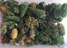 Spur H0 300x Bäume, Tannen, Stecktannen 