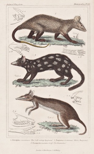 Opossum white eared - opossum, white-eared