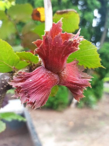 Haselnuss rote zellernuss - 'rote, zellernuss'