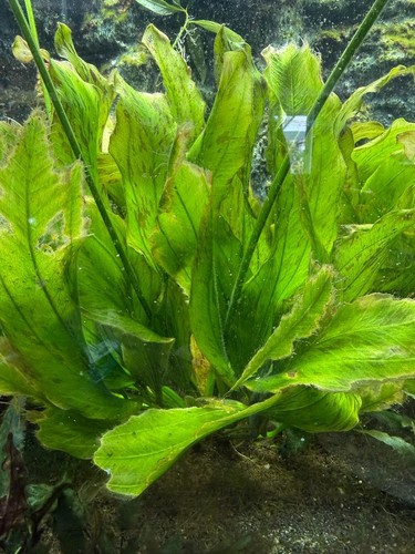 Echinodorus ozelot rot - echinodorus, "ozelot