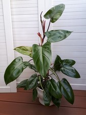 Philodendron 'Red Emerald'