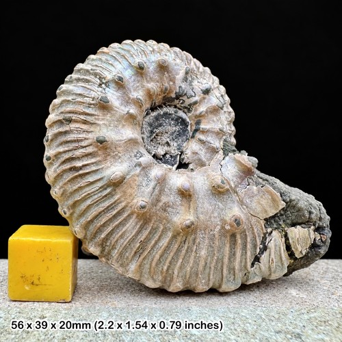 Seltener kosmoceras ornatum - seltener,