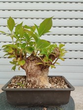 Bonsai Weigela