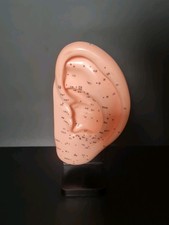 Ohr-Akupunktur-Modell 26 cm