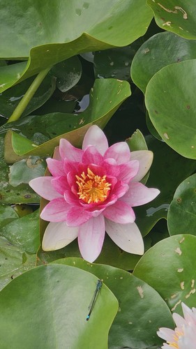 Seerosen winterhart pink rosa - seerosen,