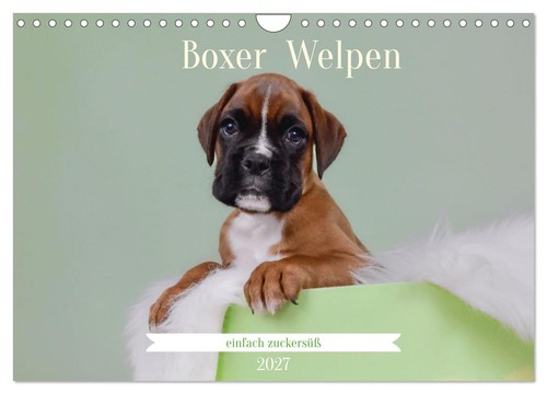 Boxer welpen einfach - welpen,
