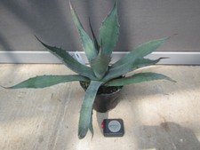 Agave salmiana var ferox - salmiana, var.