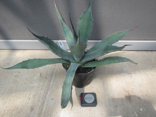 Agave salmiana var ferox - var.,