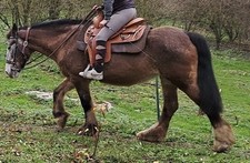 Westernsattel Denver A&M