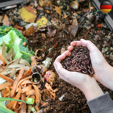 Kompostwürmer / Regenwürmer