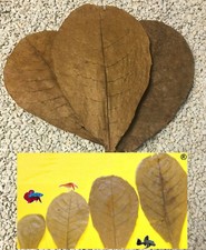 10 Seemandelbaumblätter 10cm Nano Aquarium Garnelen Welse Diskus Catappa Leaves