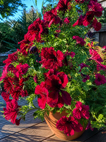 8000908 petunia rot - rot, petunien