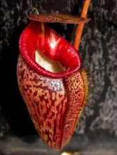 NEPENTHES TALANGENSIS –