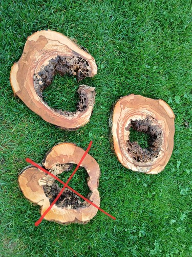 Div kernfaule hohle apfelbaum - kernfaule,