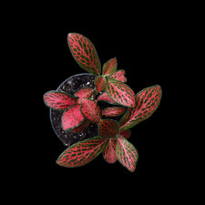 Fittonia verschaffeltii